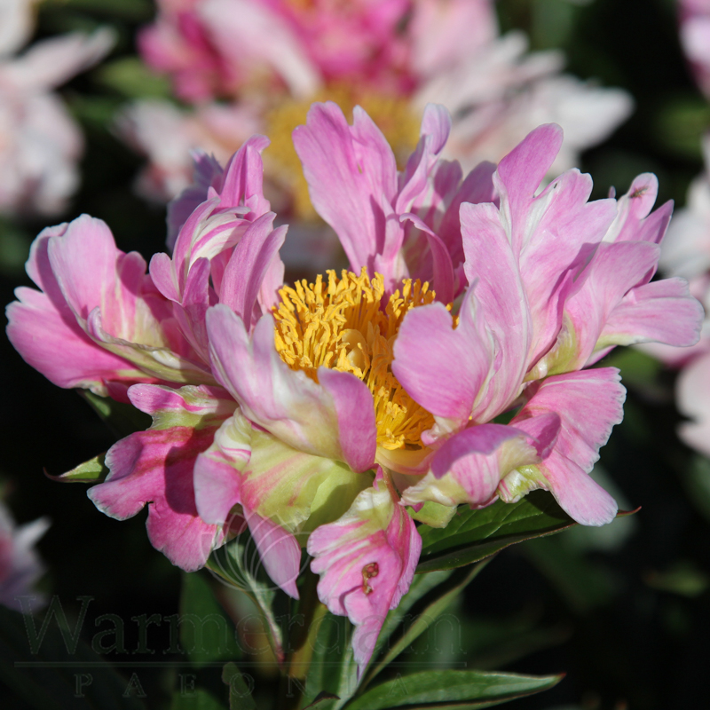 Zhemchuzhna Rossyp | Warmerdam Paeonia